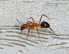 Camponotus inaequalis
