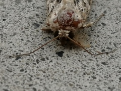 Spodoptera litura