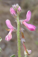 Indigofera declinata
