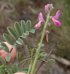 Indigofera declinata