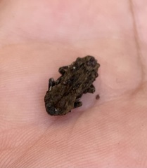 Sesaspis triplehorni