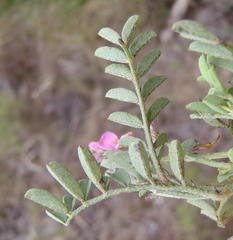 Indigofera declinata