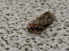 Spodoptera litura
