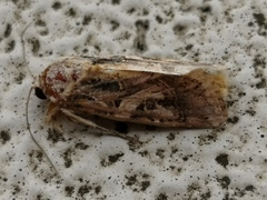 Spodoptera litura