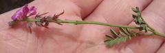 Indigofera declinata