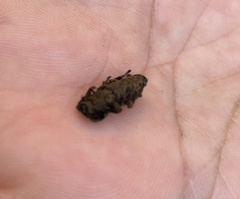 Sesaspis triplehorni