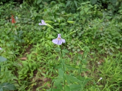 Mimulus alatus × ringens