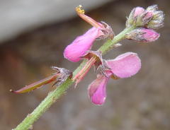 Indigofera declinata