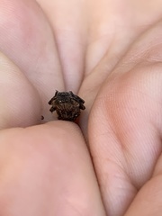 Sesaspis triplehorni