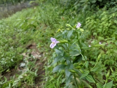 Mimulus alatus × ringens