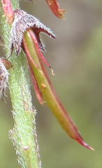 Indigofera declinata