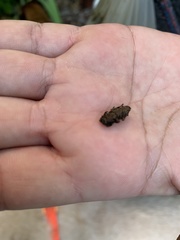 Sesaspis triplehorni