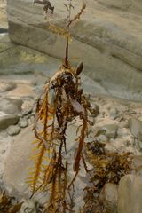 Carpophyllum maschalocarpum