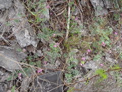 Indigofera declinata