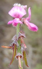Indigofera declinata