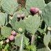 Engelmann's Pricklypear - Photo (c) summer_cada, some rights reserved (CC BY-NC), uploaded by summer_cada