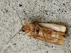 Spodoptera litura