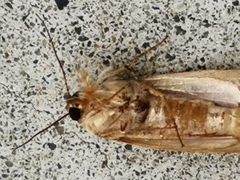 Spodoptera litura
