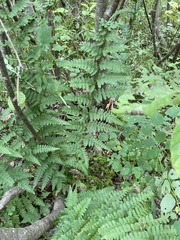 Dryopteris × boottii