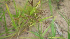 Cyperus longus tenuiflorus