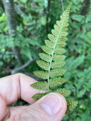Dryopteris × boottii
