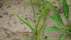 Cyperus longus tenuiflorus