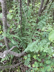Dryopteris × boottii
