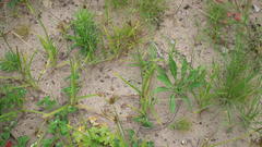 Cyperus longus tenuiflorus