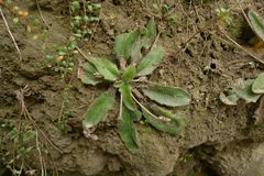 Plantago raoulii
