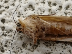 Spodoptera litura