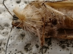 Spodoptera litura