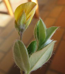 Argyrolobium pumilum