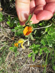 Argyrolobium pumilum