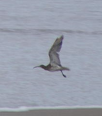 Numenius phaeopus phaeopus