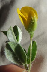 Argyrolobium pumilum