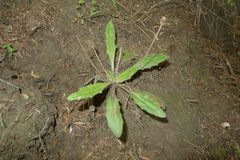 Plantago raoulii