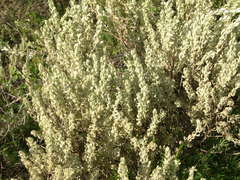 Thymelaea velutina