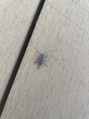 Acanthocinus obliquus