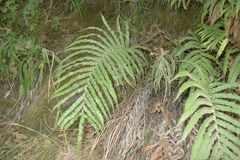Blechnum triangularifolium