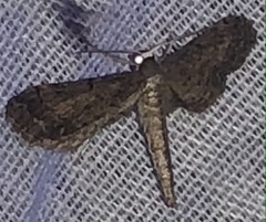 Protoproutia rusticaria