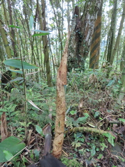 Phyllostachys makinoi