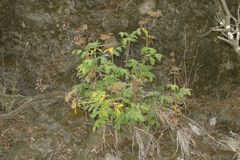 Scandia rosifolia