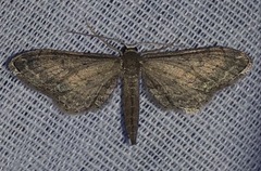 Protoproutia rusticaria