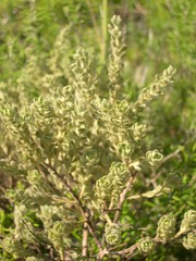 Thymelaea velutina