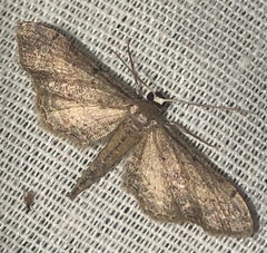 Protoproutia rusticaria