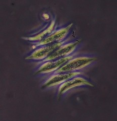 Scenedesmus