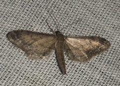 Protoproutia rusticaria