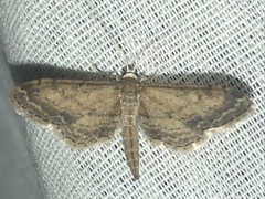 Protoproutia rusticaria