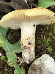 Russula earlei