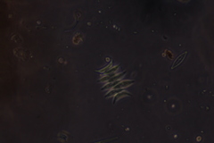 Scenedesmus